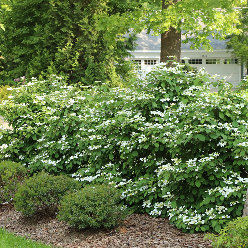White viburnum flowers along a sunny garden hedge