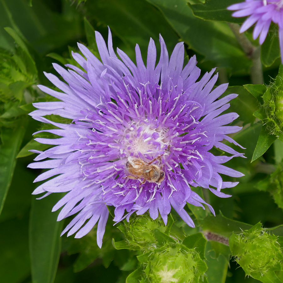 Gros plan sur des fleurs d'aster violettes avec une abeille
