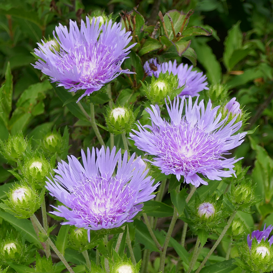 Gros plan sur des fleurs d'aster violettes