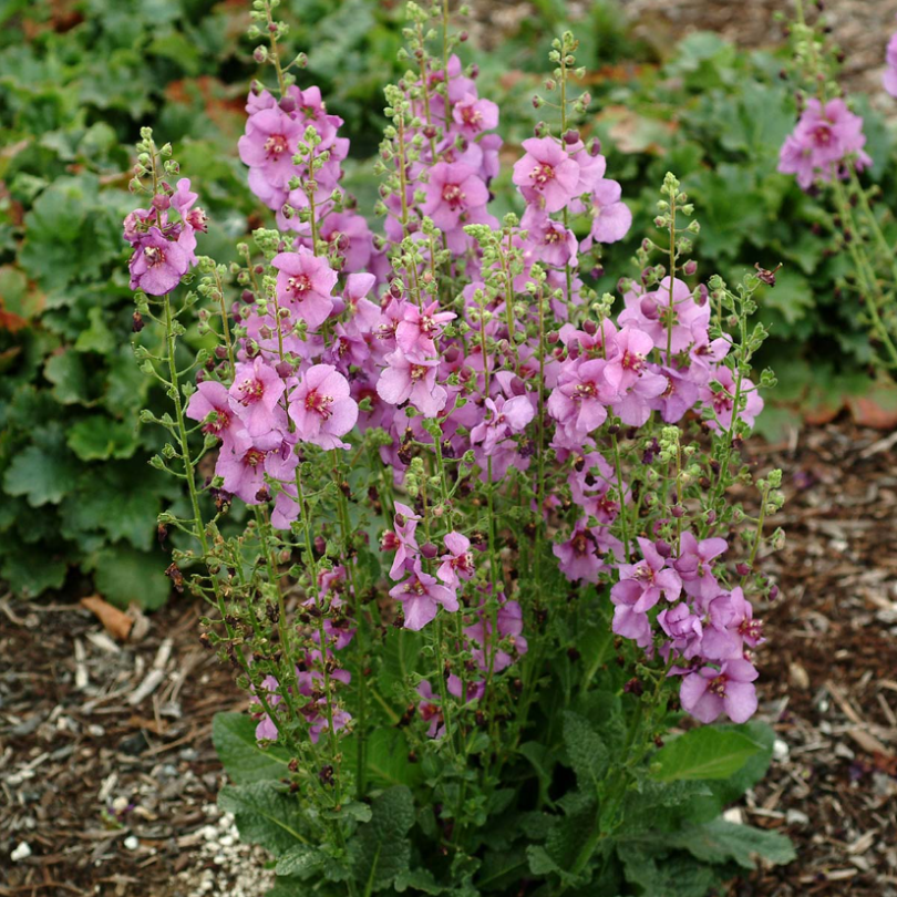 Des épis floraux aux fleurs lavande surplombent un feuillage vert.