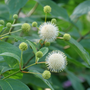Sugar Shack Buttonbush globe-shaped flowers
