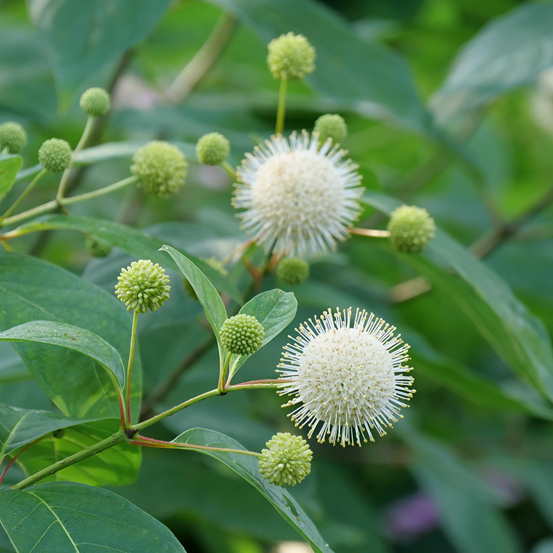Sugar Shack Buttonbush globe-shaped flowers