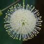 Sugar Shack Buttonbush globe-shaped flowers
