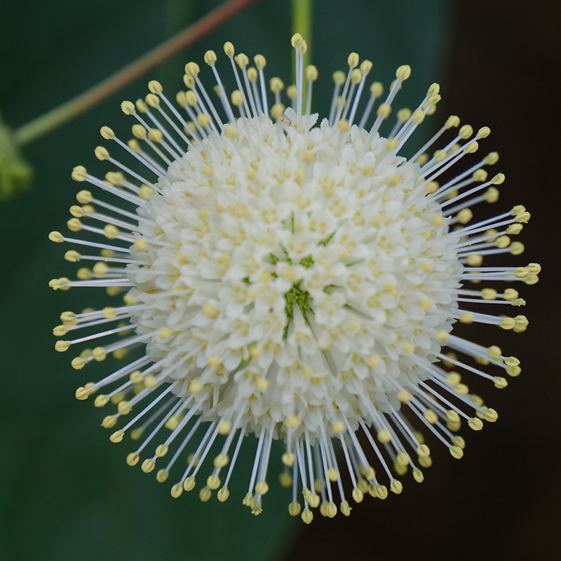 Sugar Shack Buttonbush globe-shaped flowers