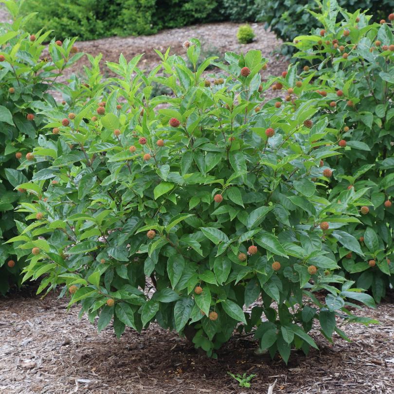 Proven Winners Cephalanthus Sugar Shack 2.0 Buttonbush - Thumbnail 5
