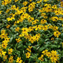Field of bright yellow tickseed flowers with green leaves