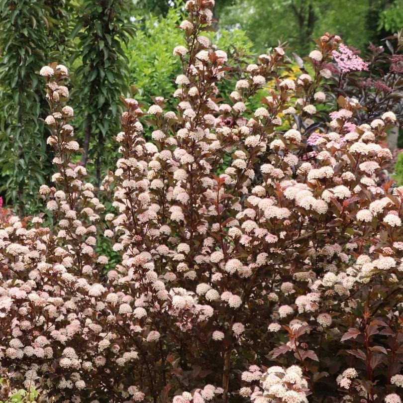 Summer Wine® Rosé ninebark with pinkish-white flowers in a garden setting