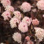 Close-up of pink flowers with dark green leaves on a blurred background