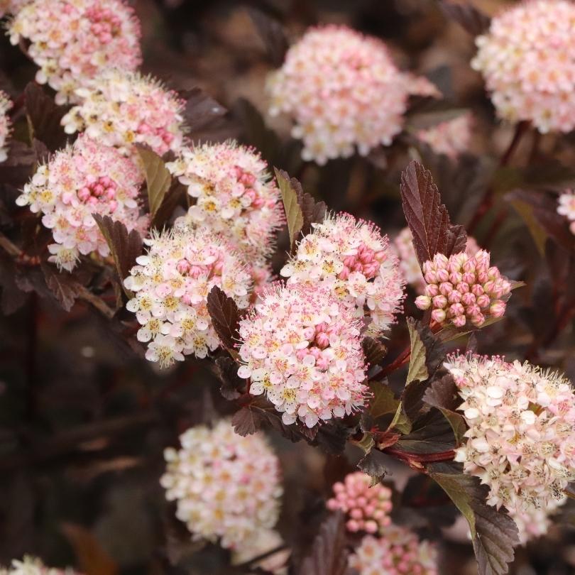 Close-up of pink flowers with dark green leaves on a blurred background