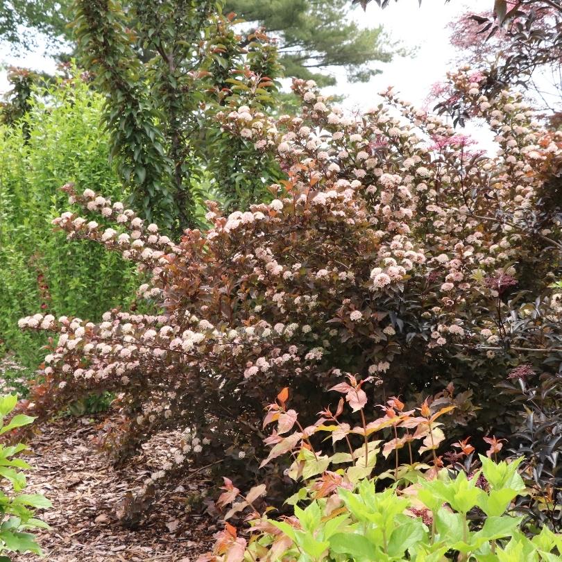 Summer Wine® Rosé ninebark with pink flowers and green foliage in a garden setting