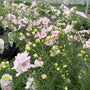 Delicate pink delphinium blooms in a greenhouse setting