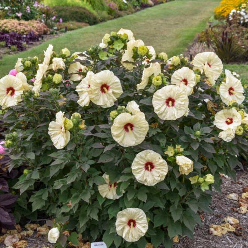 Summerific® 'Coconut Cream' Perennial Hibiscus – Great Garden Plants