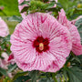Close-up of a pink hibiscus flower with a red center on a green plant.
