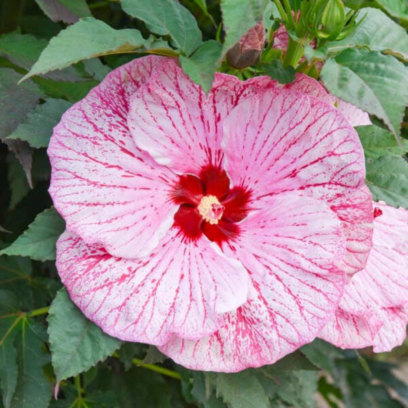 Pink and red hibiscus flower with green leaves in the background