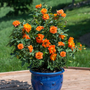Small rose shrub with orange blooms sitting in a blue porch container