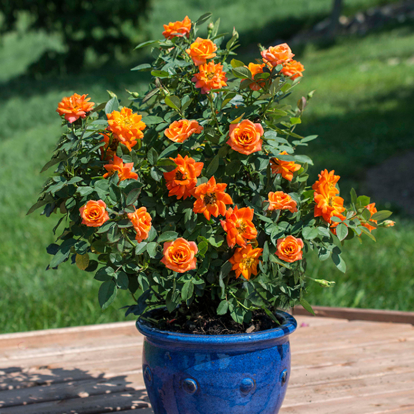 Small rose shrub with orange blooms sitting in a blue porch container