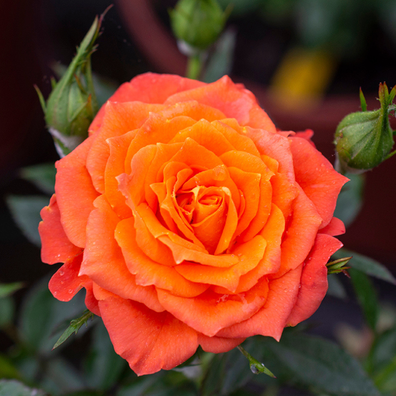 Close up image of a rose with swirls of orange and red petals