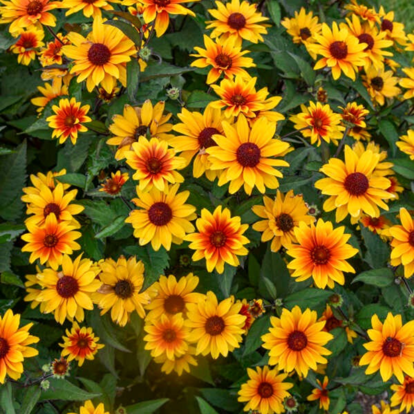 Gros plan sur des faux tournesols jaune vif et orange à feuilles vertes