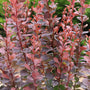 Gros plan d'un épine-vinette Sunjoy Plum Pillar™ aux feuilles rouges et vertes sur fond vert flou.