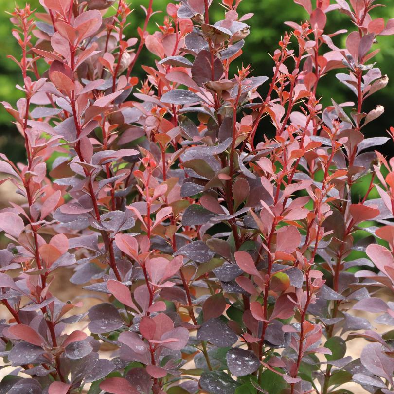 Gros plan d'un épine-vinette Sunjoy Plum Pillar™ aux feuilles rouges et vertes sur fond vert flou.