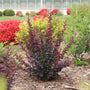 Épine-vinette Sunjoy Plum Pillar™ au feuillage pourpre dans un cadre de jardin