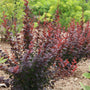 Épine-vinette Sunjoy Plum Pillar™ au feuillage rouge et pourpre dans un cadre de jardin