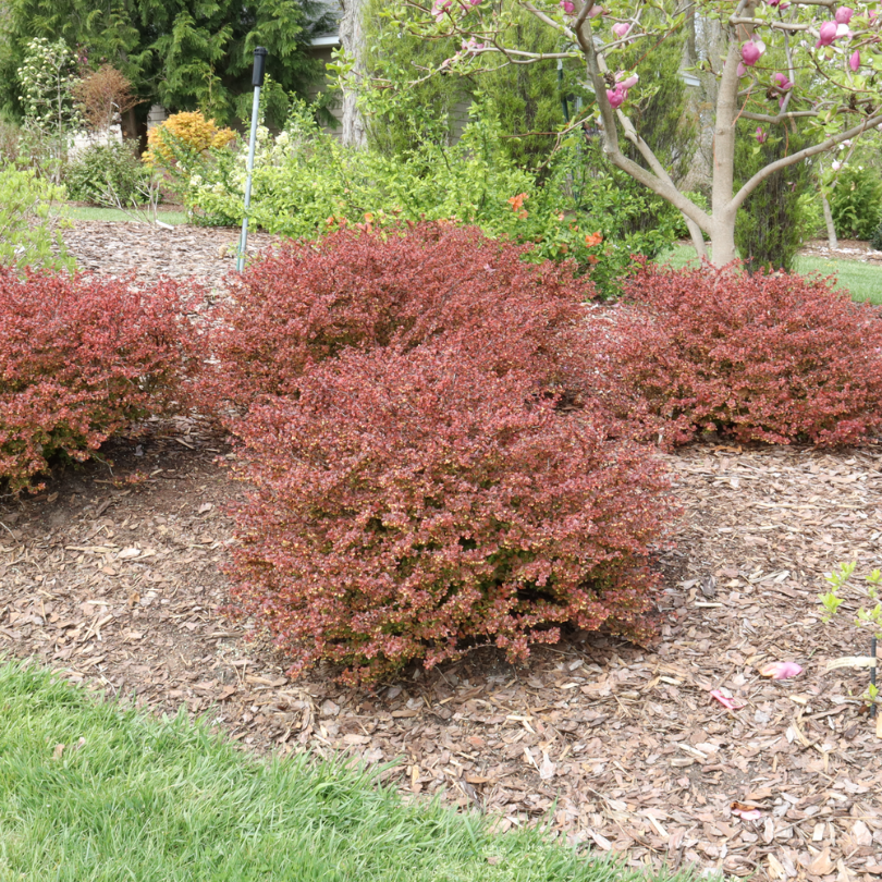 Sunjoy Really Red™ Barberry (Berberis) | Proven Winners – Great Sunjoy Really Red™ Barberry (Berberis) | Proven Winners – Great