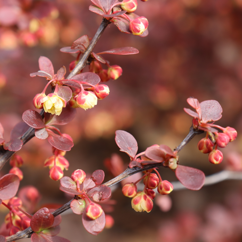 Sunjoy Really Red™ Barberry (Berberis) | Proven Winners – Great