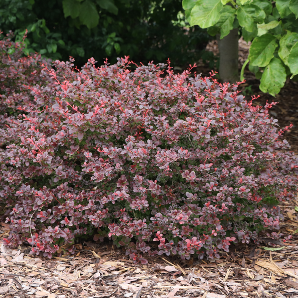 Sunjoy Really Red™ Barberry (Berberis) | Proven Winners – Great