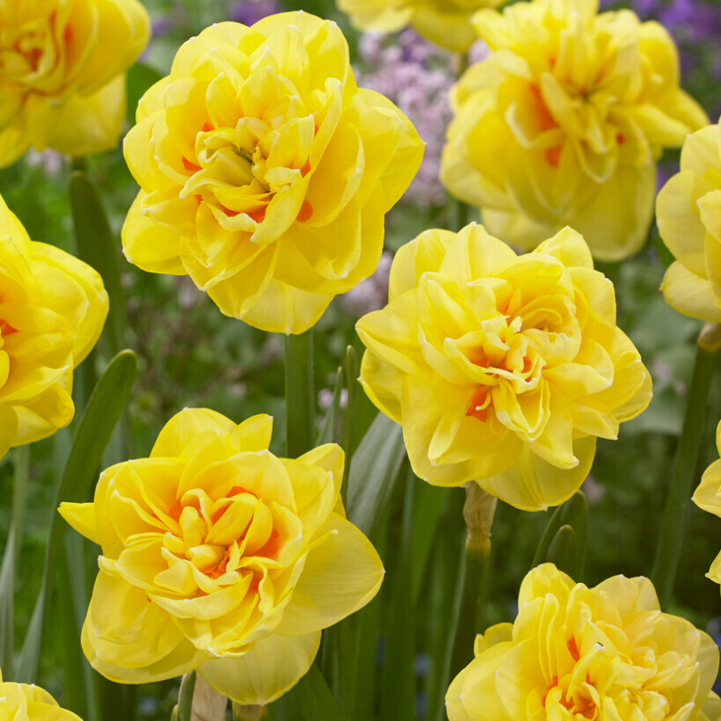 Close-up of bright yellow daffodils with a blurred green background