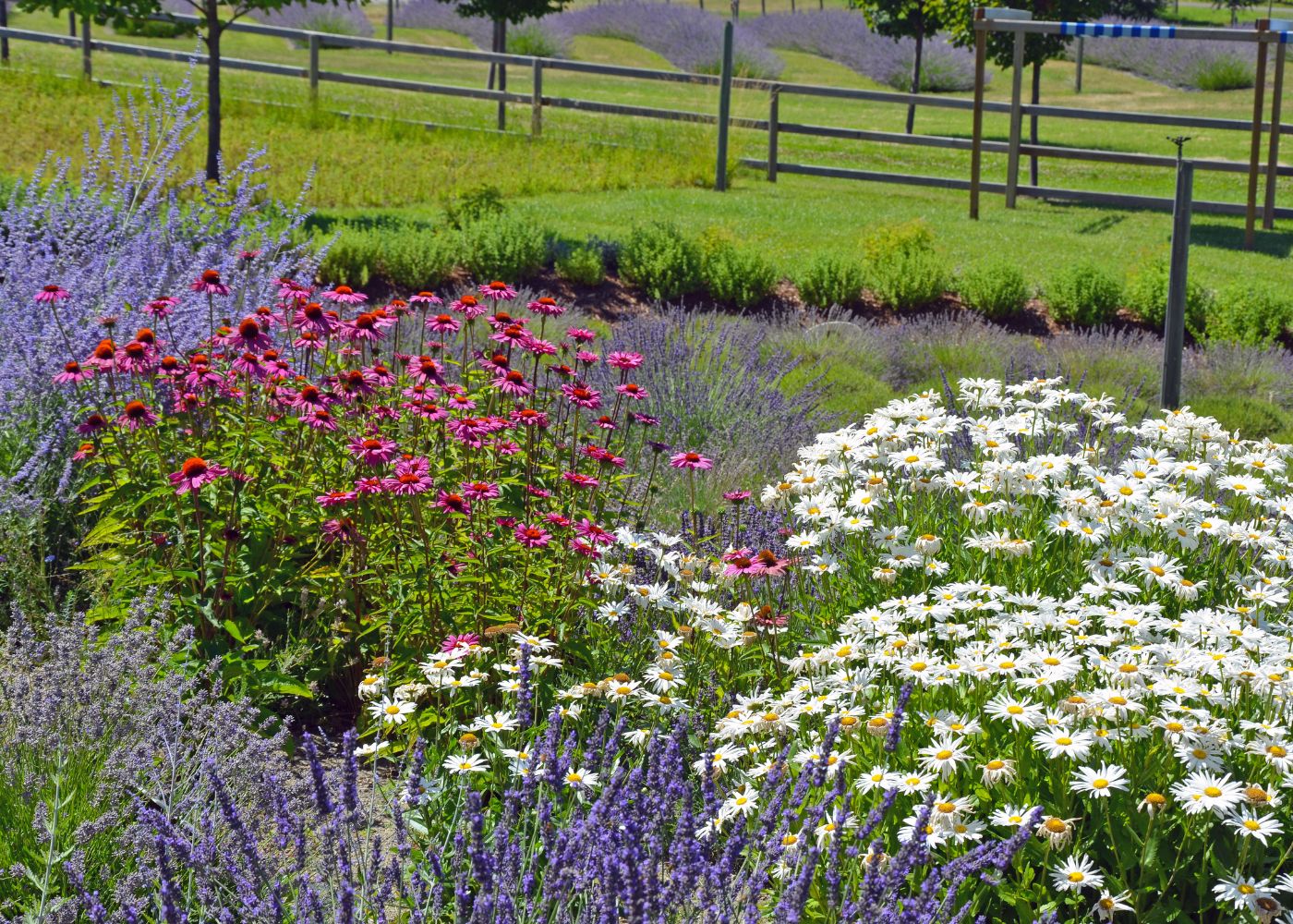 Sunny garden full of Russian sage, coneflower, shasta daisy, and lavender