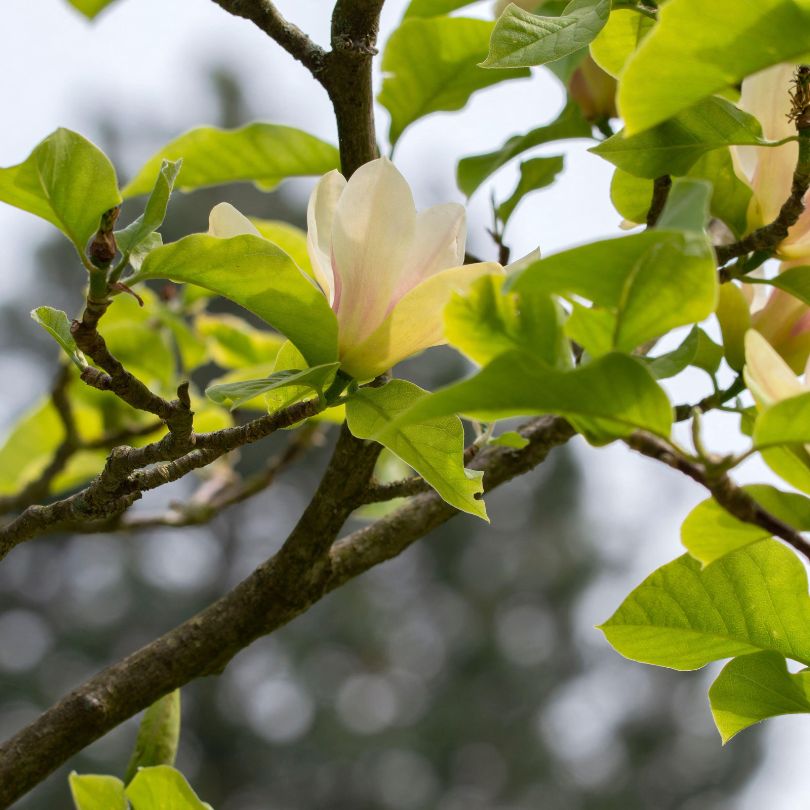 Magnifique fleur de magnolia jaune en pleine floraison sur les branches