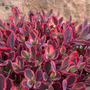 Close-up of a stonecrop plant with red and purple leaves against a blurred background