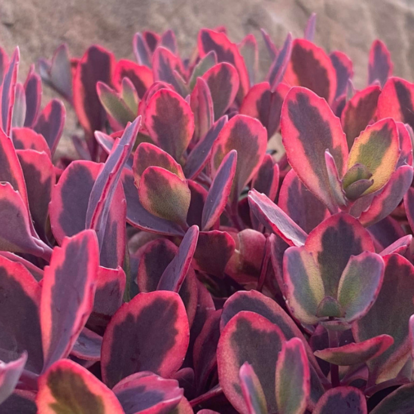 Close-up of vibrant red and green stonecrop foliage