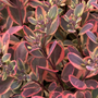 Close-up of a stonecrop plant with red and green leaves