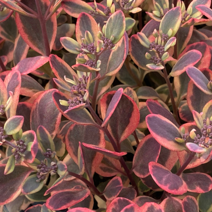 Close-up of a stonecrop plant with red and green leaves
