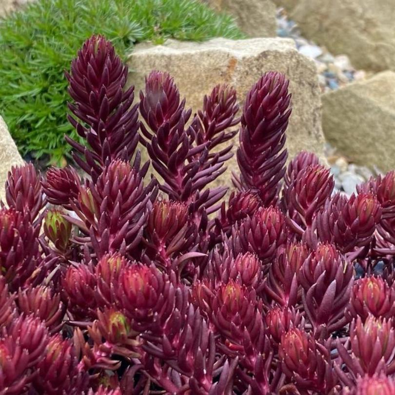 Gros plan sur des plantes succulentes rouges de type sedum, avec des rochers et de la verdure en arrière-plan.