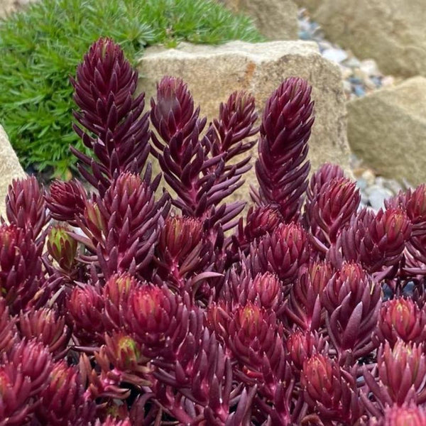 angelina bush succulent Sunsparkler® 'Red Angelina' Stonecrop (Sedum) – Great Garden Plants