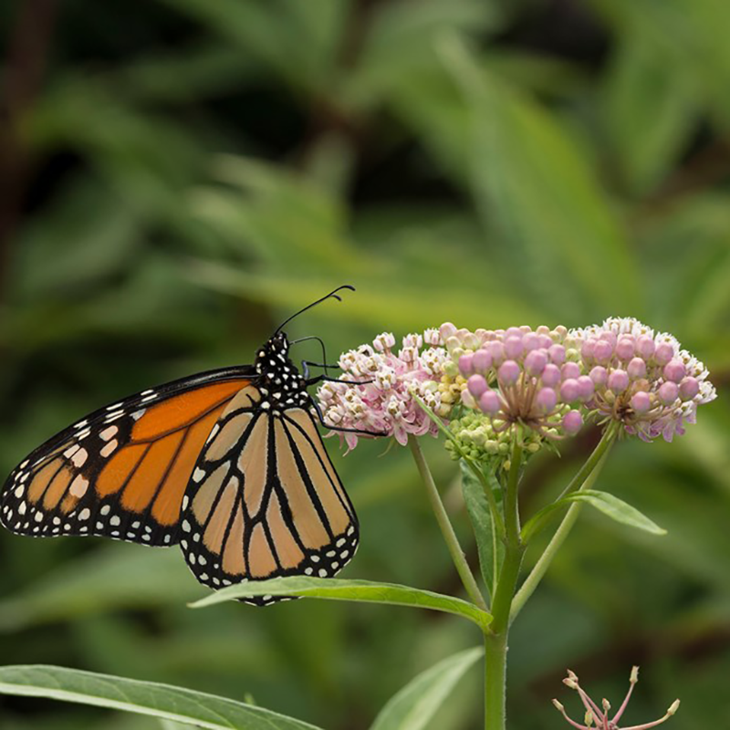 Great Garden Plants Cinderella Swamp Milkweed - Thumbnail 4