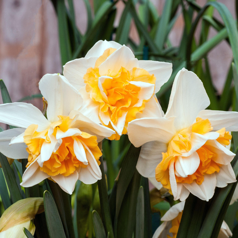 Jonquille à fleurs doubles « Sweet Desire » (Narcisse)