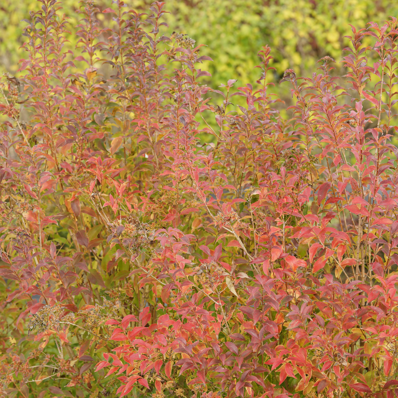 L'abelia Sweet Emotion Blaze arbore un feuillage flamboyant jaune, orange et rouge en automne.