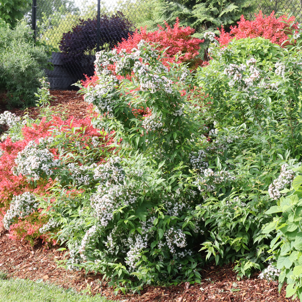 Sweet Emotion Blaze™ Abelia | Proven Winners – Great Garden Plants Sweet Emotion Blaze™ Abelia | Proven Winners – Great Garden Plants