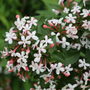 Plusieurs fleurs blanches à gorge rose sur l'abelia Sweet Emotion Blaze.