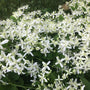 White Sweet Autumn Clematis flowers