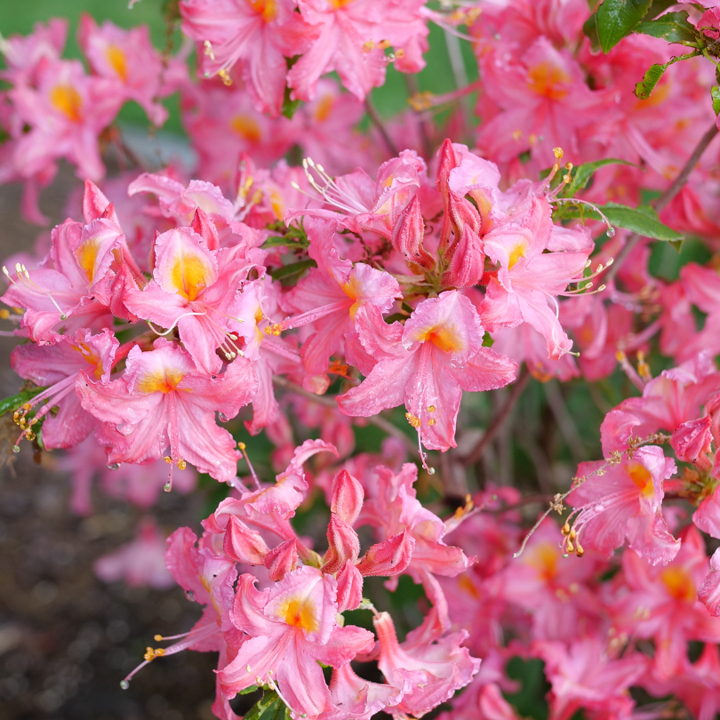 Close up of Sweet Reward Pink azalea  with bright pink flowers and green foliage. 