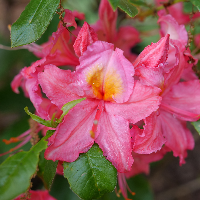 Bright pink Sweet Reward Pink azalea flowers with a yellow-orange throat and green foliage. 