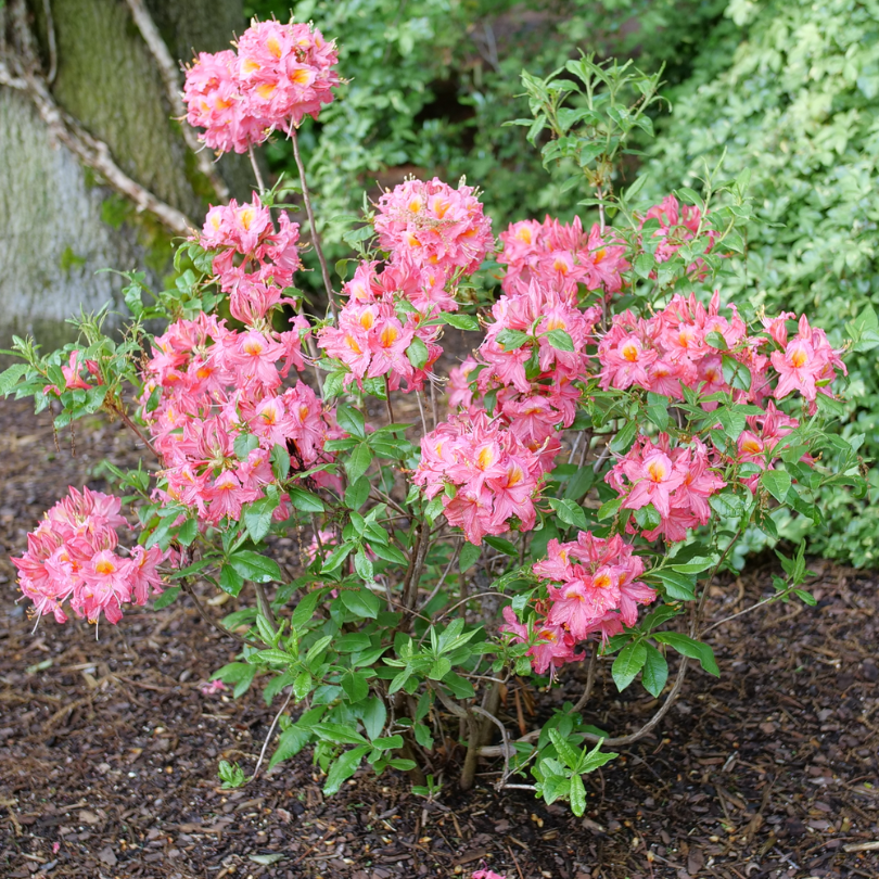 Sweet Reward Pink azalea in a landscape with bright pink flowers and green foliage. 