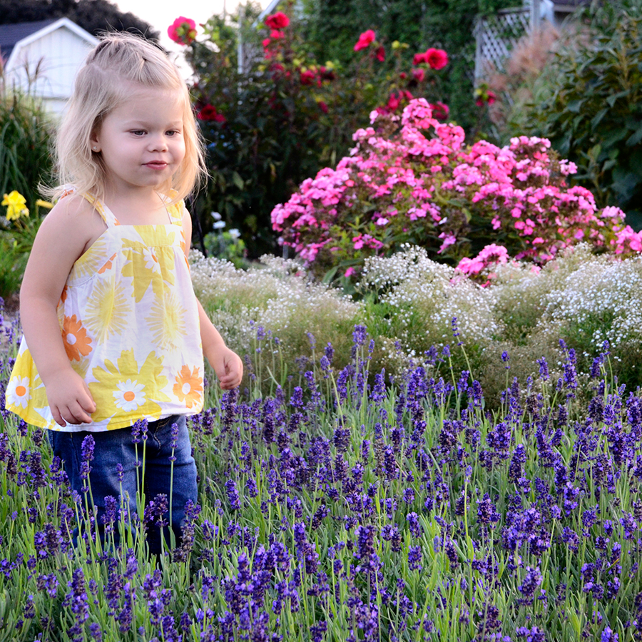 Young child playing in lavender garden