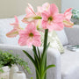 De délicates fleurs d'amaryllis roses près d'un canapé gris