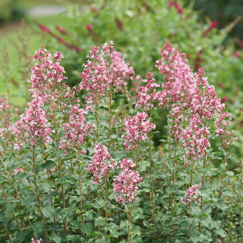 Bloomerang Ballet, un arbuste de lilas à fleurs roses, orne le jardin.
